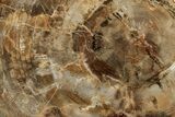 Beautiful Petrified Wood (Araucaria) Slab - Madagascar #358031-1